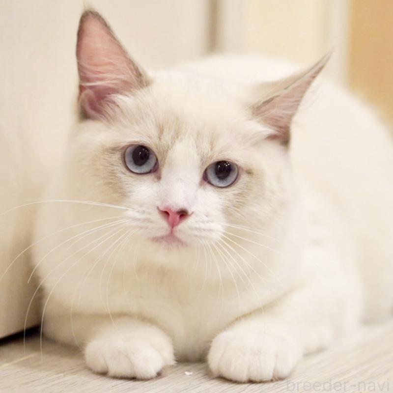 販売中の東京都のラグドール-121602の5枚目