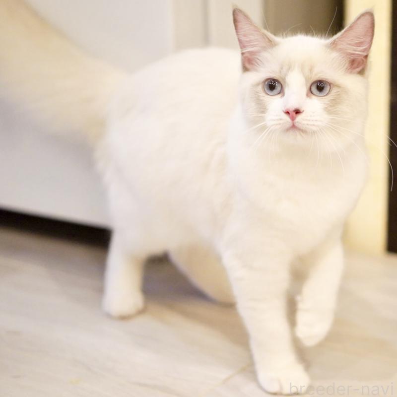 販売中の東京都のラグドール-121602の4枚目