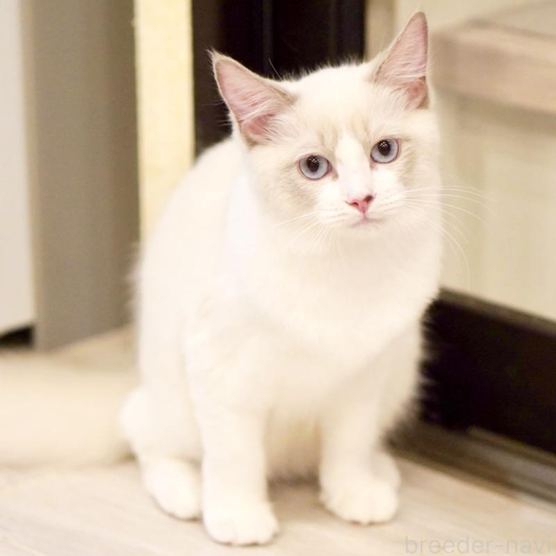 販売中の東京都のラグドール-121602の3枚目