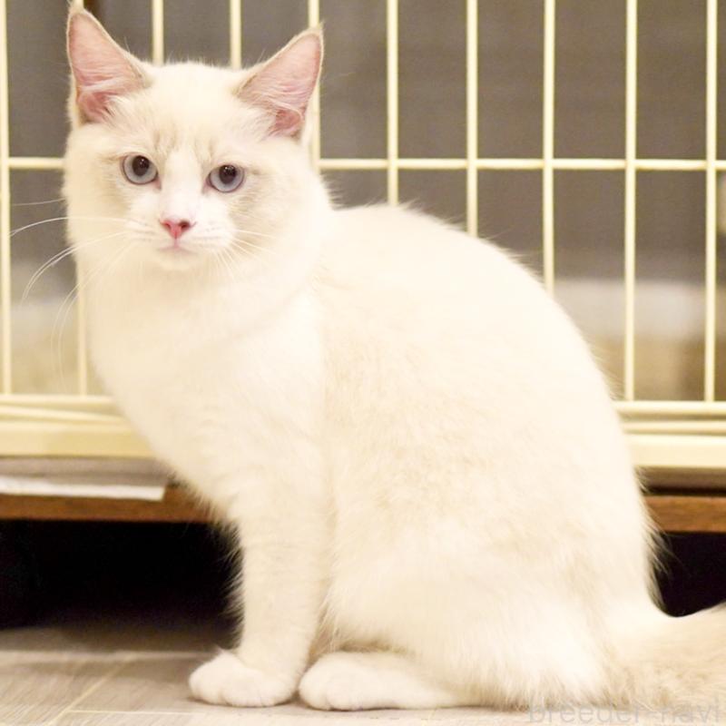 販売中の東京都のラグドール-121602の2枚目