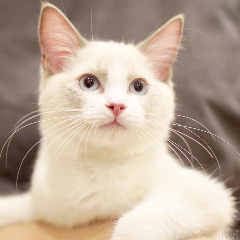 販売中の東京都のラグドール-121656の15枚目