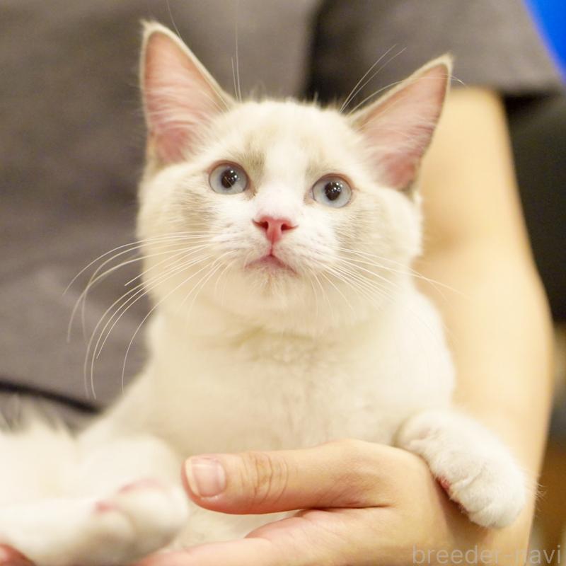 販売中の東京都のラグドール-121656の14枚目