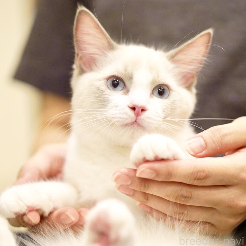 販売中の東京都のラグドール-121656の13枚目