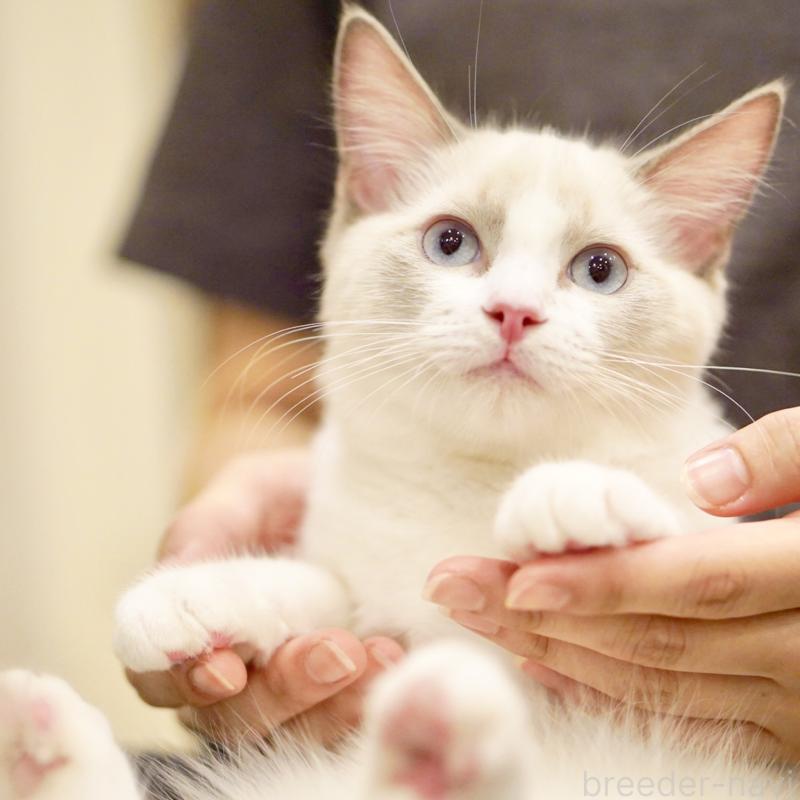 販売中の東京都のラグドール-121656の12枚目