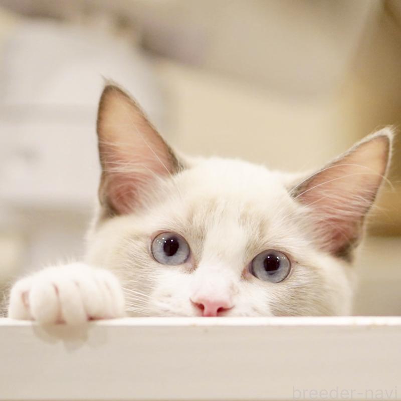 販売中の東京都のラグドール-121656の11枚目