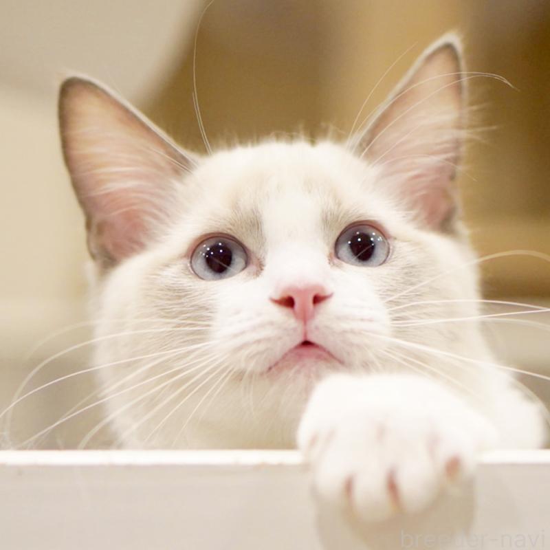 販売中の東京都のラグドール-121656の10枚目