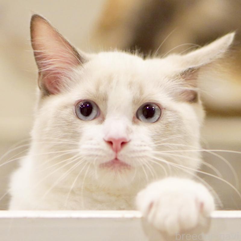 販売中の東京都のラグドール-121656の9枚目