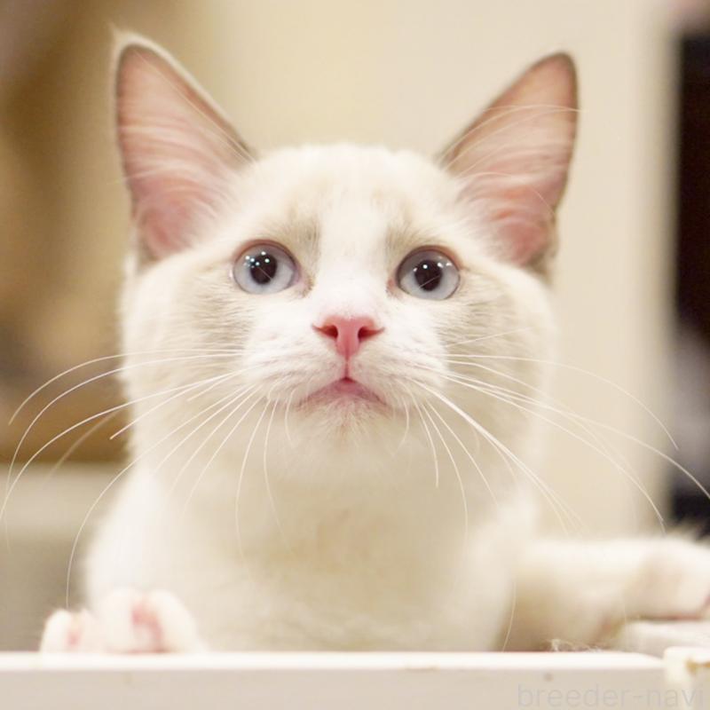 販売中の東京都のラグドール-121656の8枚目