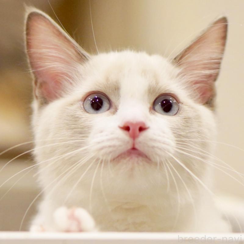 販売中の東京都のラグドール-121656の7枚目