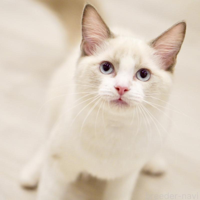 販売中の東京都のラグドール-121656の6枚目