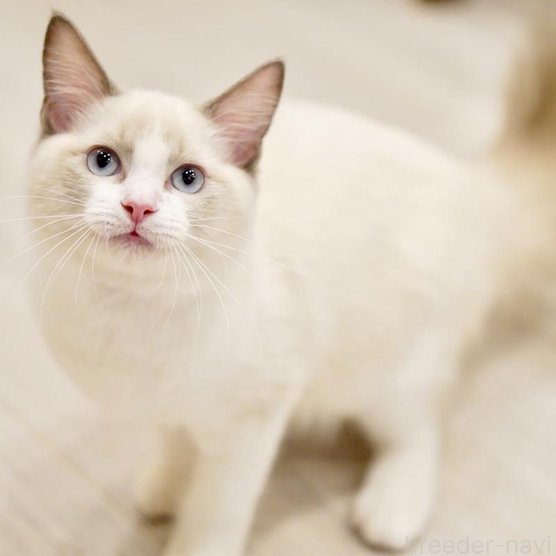 販売中の東京都のラグドール-121656の5枚目