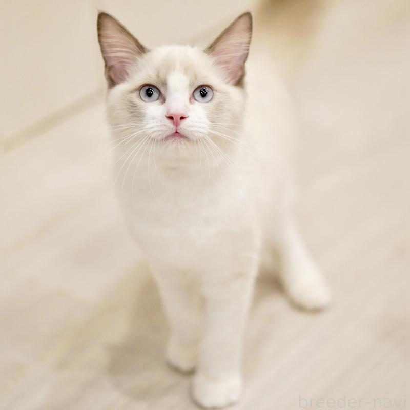 販売中の東京都のラグドール-121656の4枚目