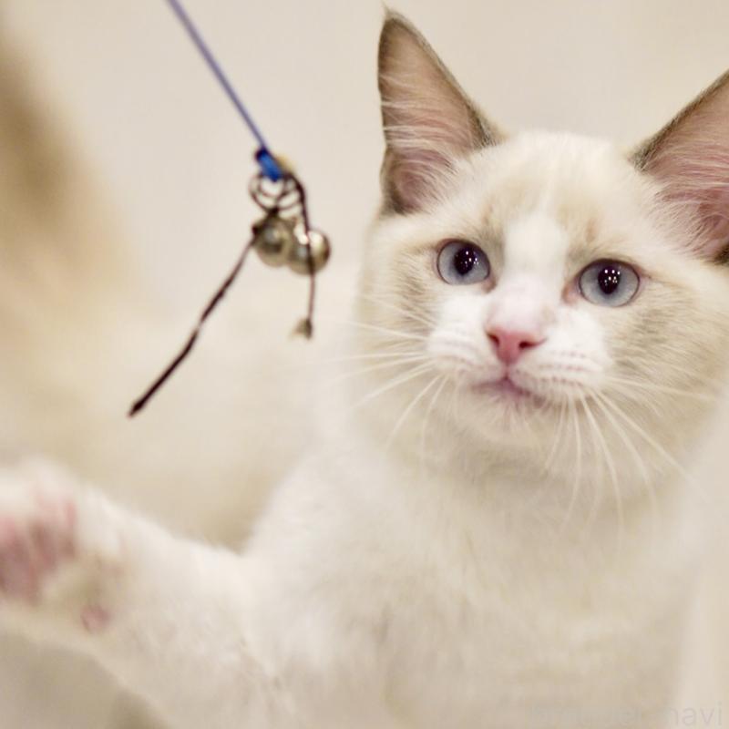 販売中の東京都のラグドール-121656の3枚目