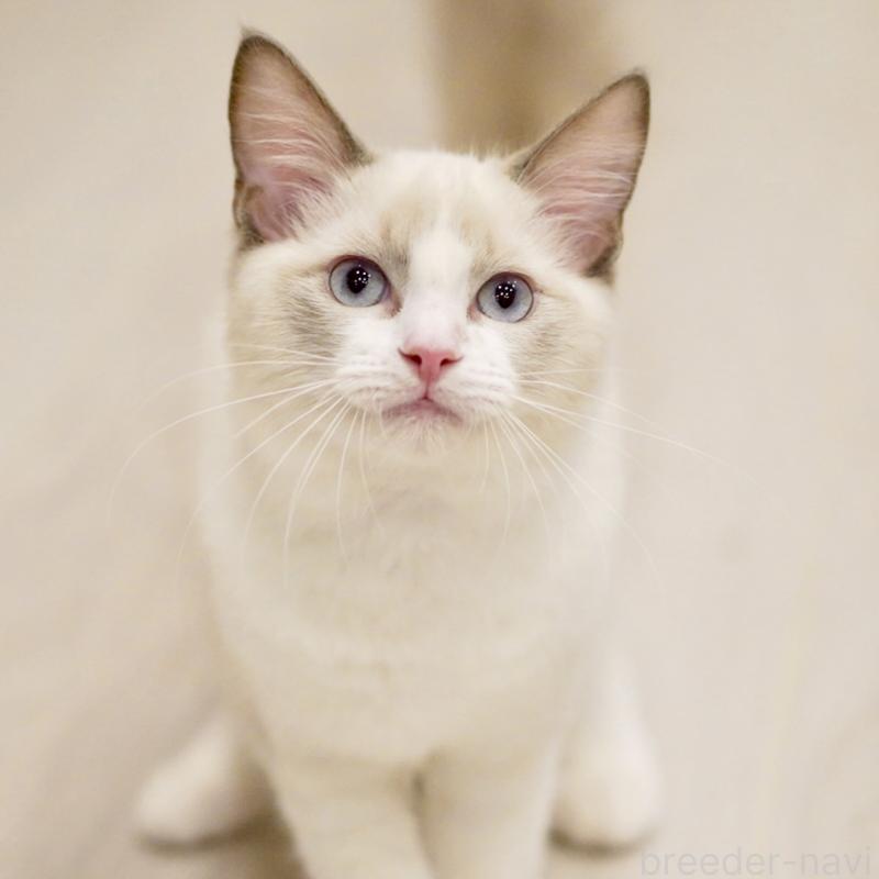 販売中の東京都のラグドール-121656の2枚目