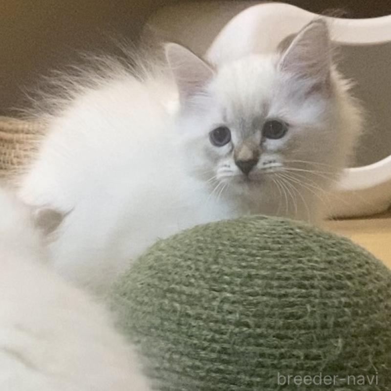 販売中の北海道のサイベリアン-129715の21枚目