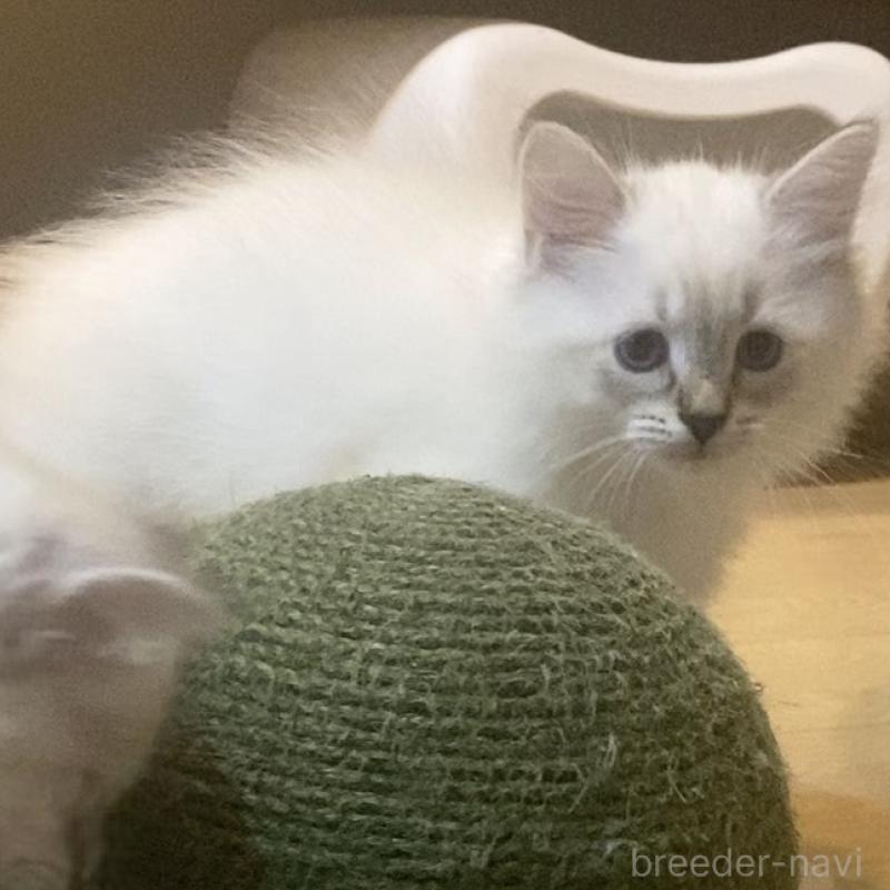 販売中の北海道のサイベリアン-129715の20枚目