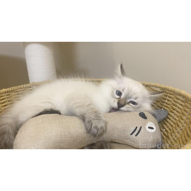 販売中の北海道のサイベリアン-129715の19枚目