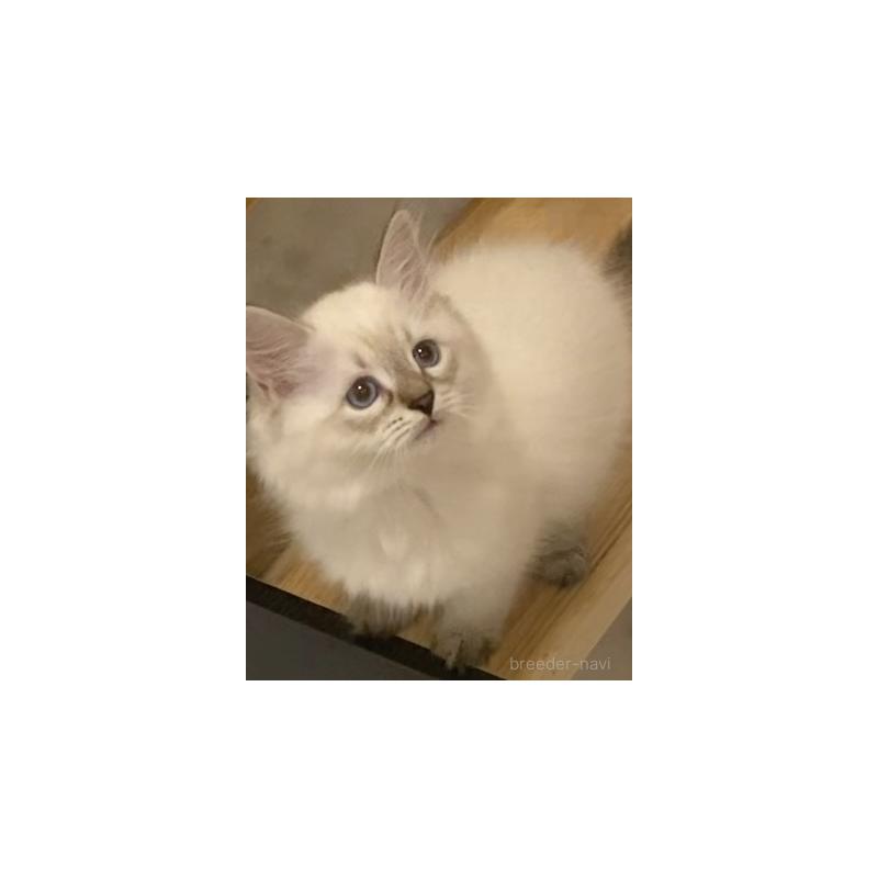 販売中の北海道のサイベリアン-129715の18枚目