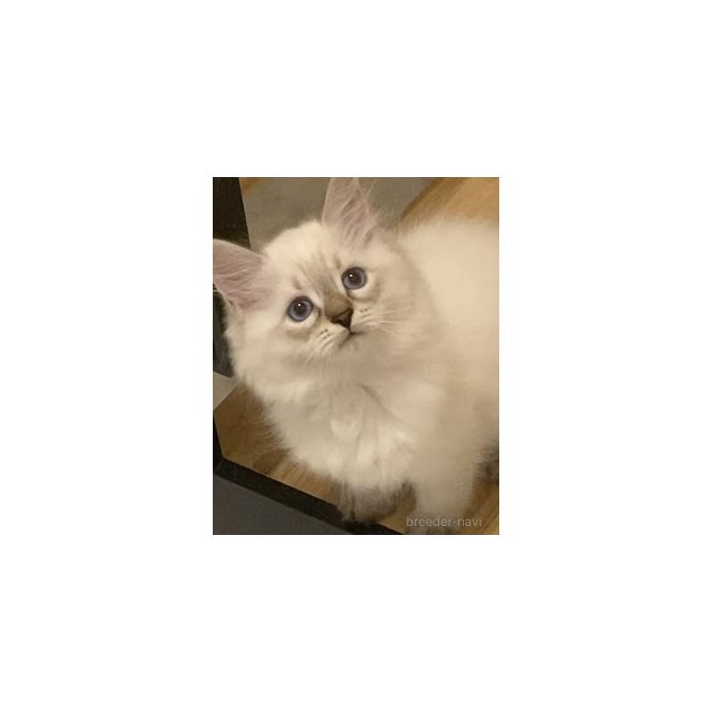 販売中の北海道のサイベリアン-129715の17枚目