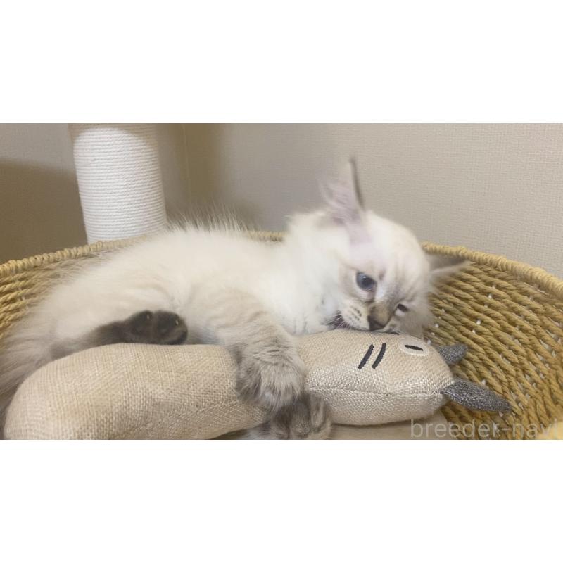 販売中の北海道のサイベリアン-129715の16枚目