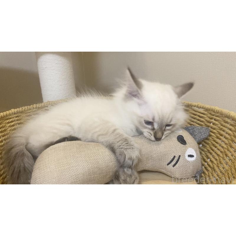 販売中の北海道のサイベリアン-129715の15枚目