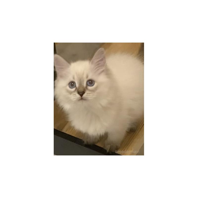 販売中の北海道のサイベリアン-129715の14枚目