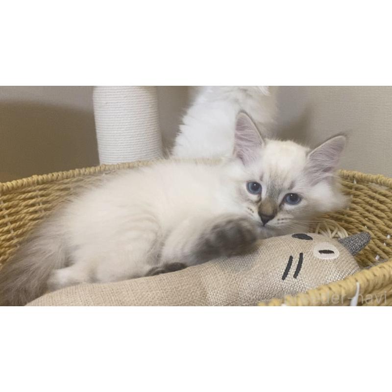 販売中の北海道のサイベリアン-129715の13枚目