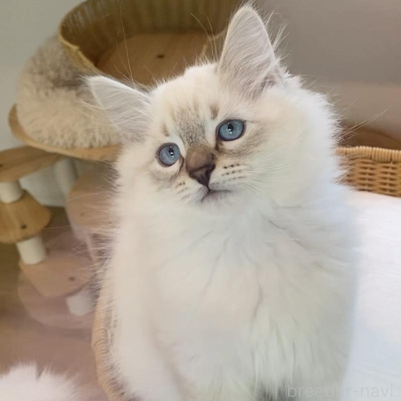 販売中の北海道のサイベリアン-129715の12枚目