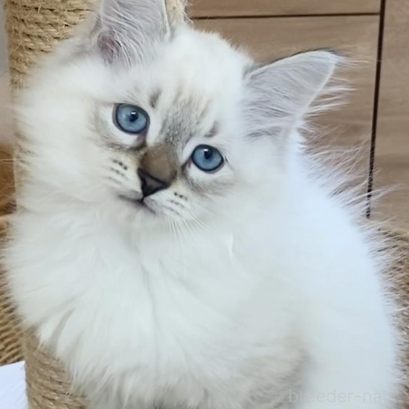 販売中の北海道のサイベリアン-129715の11枚目