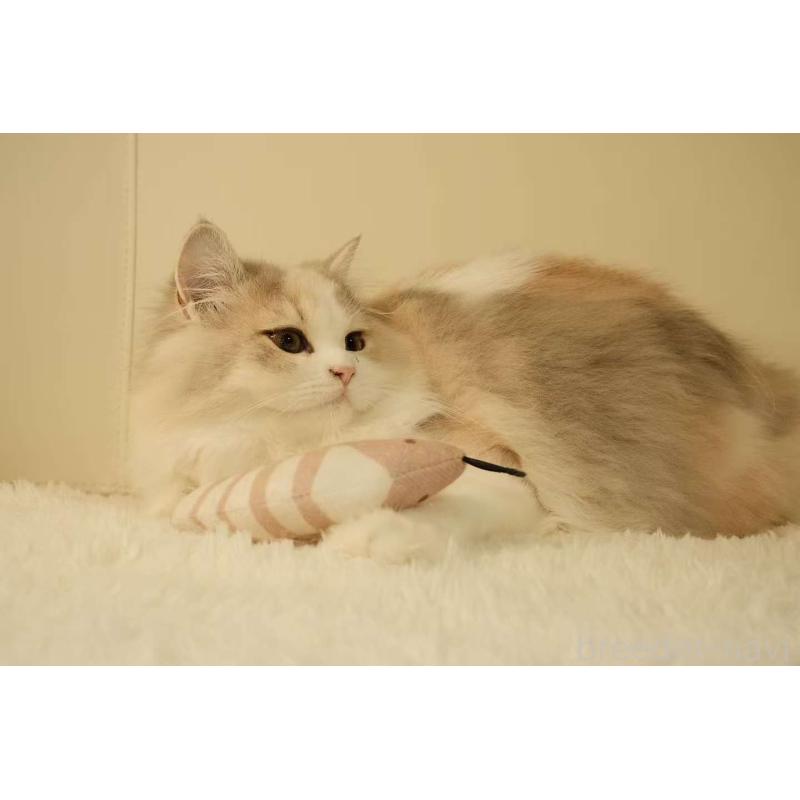モナ（Mona）ちゃん1枚目
