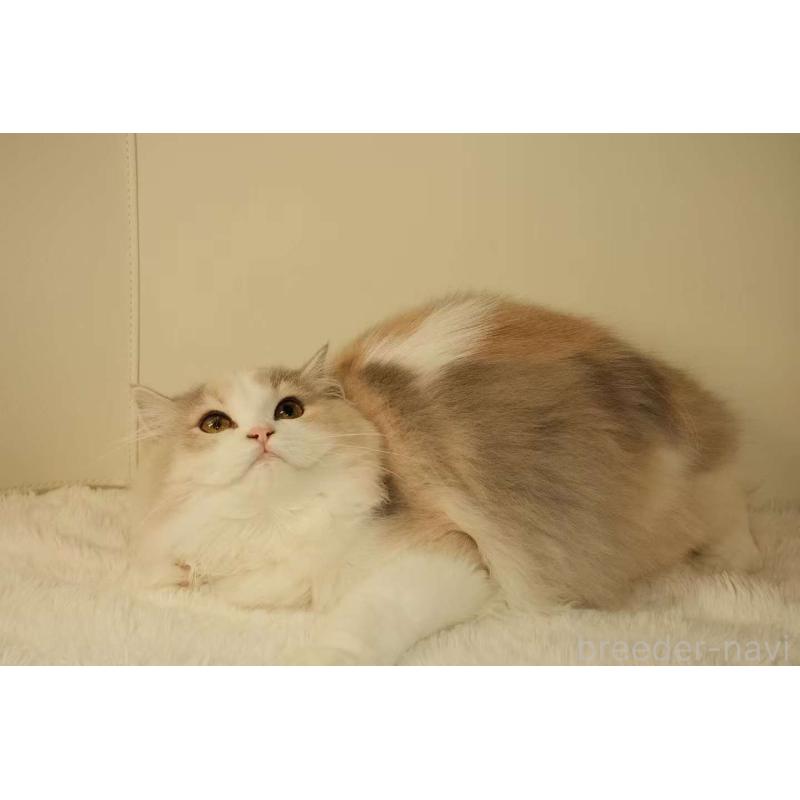 モナ（Mona）ちゃん1枚目