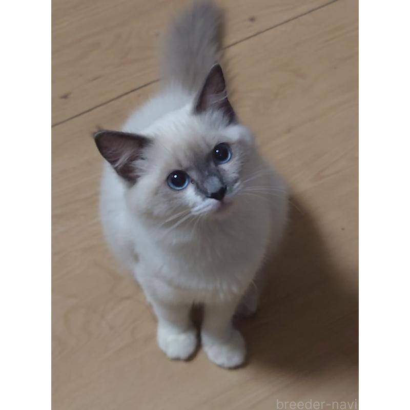 成約済の兵庫県のラグドール-121907の2枚目