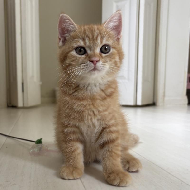 成約済の千葉県のミヌエット-129183の4枚目