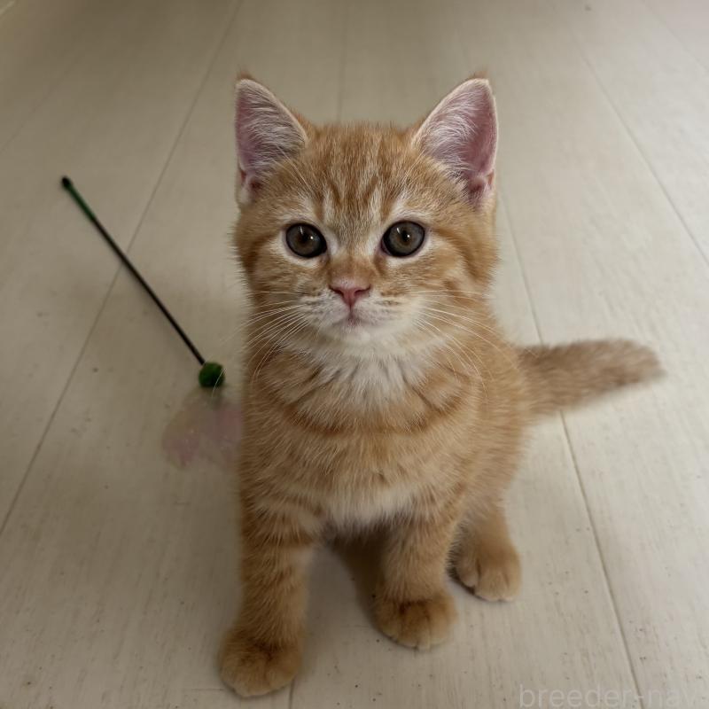 成約済の千葉県のミヌエット-129183の3枚目