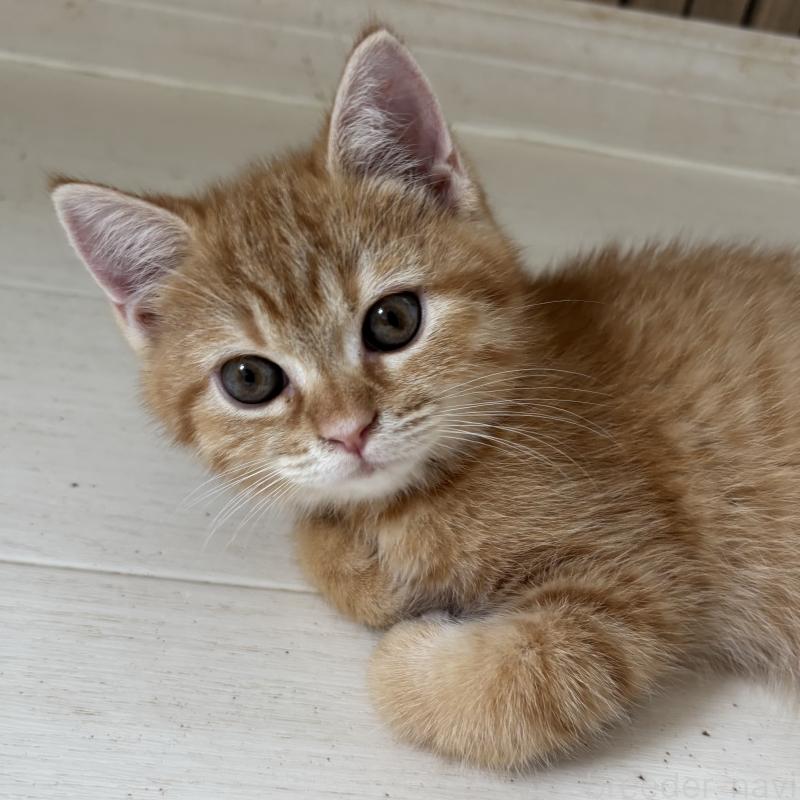 成約済の千葉県のミヌエット-129183の2枚目