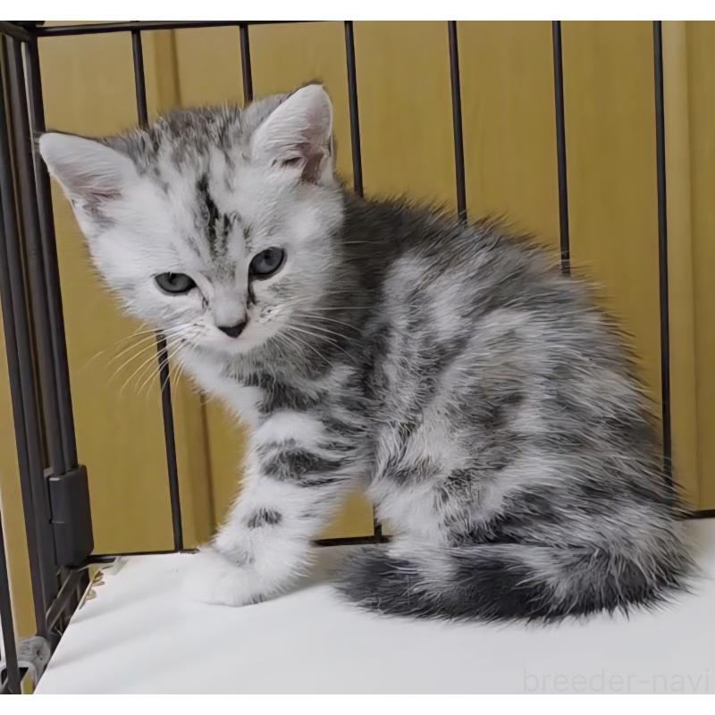 成約済の岐阜県のアメリカンショートヘア-128962の15枚目