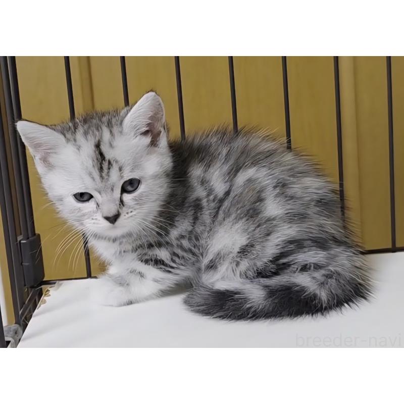 成約済の岐阜県のアメリカンショートヘア-128962の14枚目