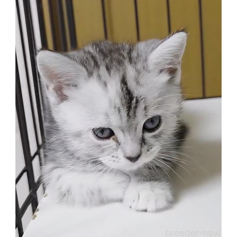 成約済の岐阜県のアメリカンショートヘア-128962の13枚目