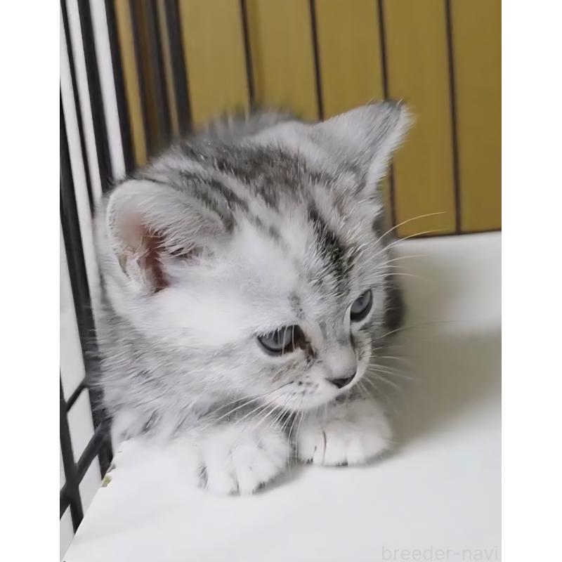 成約済の岐阜県のアメリカンショートヘア-128962の12枚目