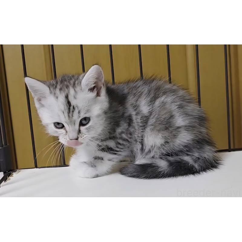 成約済の岐阜県のアメリカンショートヘア-128962の11枚目