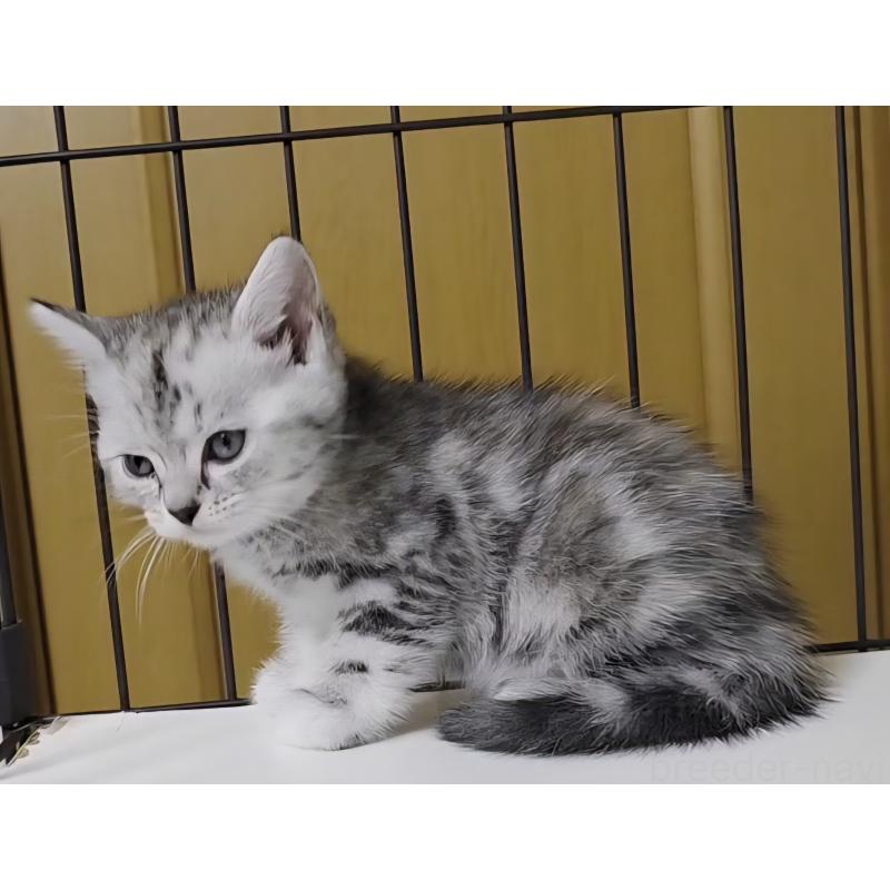 成約済の岐阜県のアメリカンショートヘア-128962の10枚目