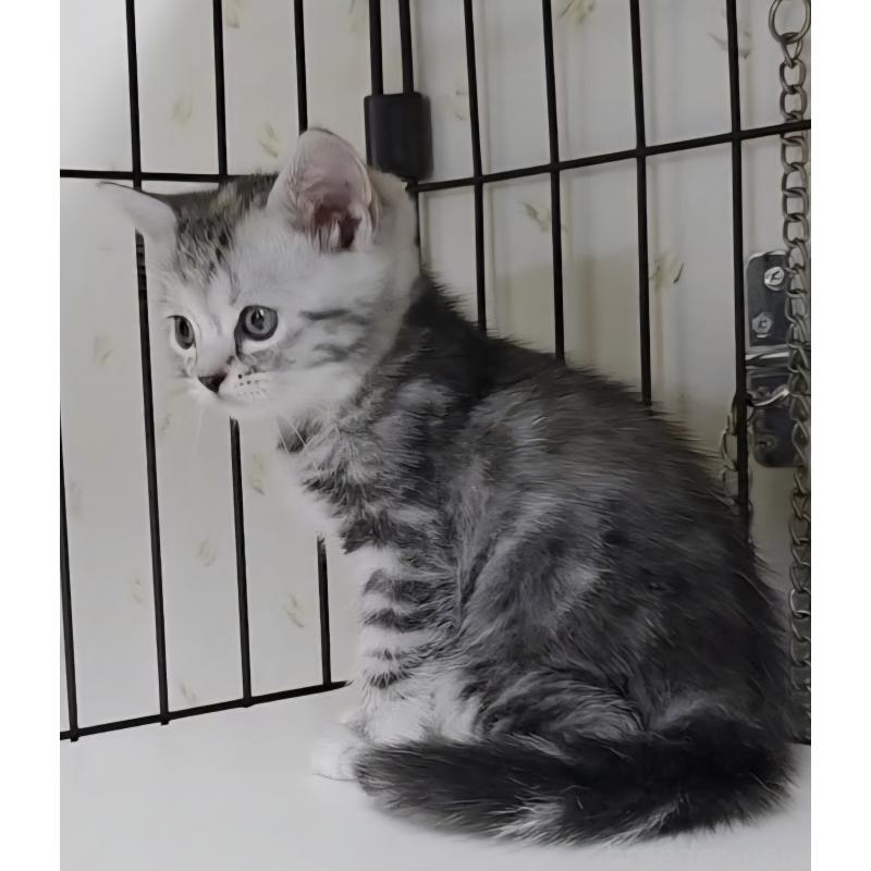 販売中ののアメリカンショートヘア-128972