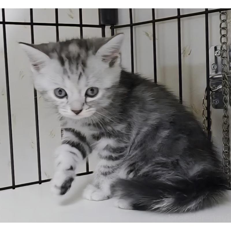 成約済の岐阜県のアメリカンショートヘア-128972の8枚目