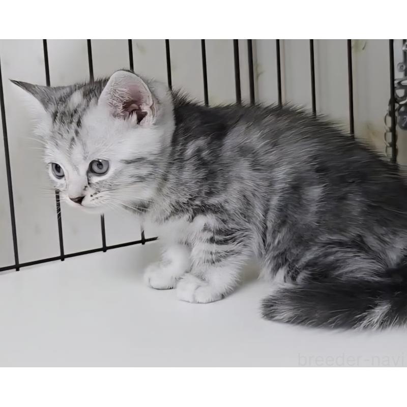 成約済の岐阜県のアメリカンショートヘア-128972の7枚目