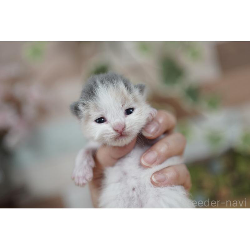 販売中の北海道のラガマフィン-129654の3枚目