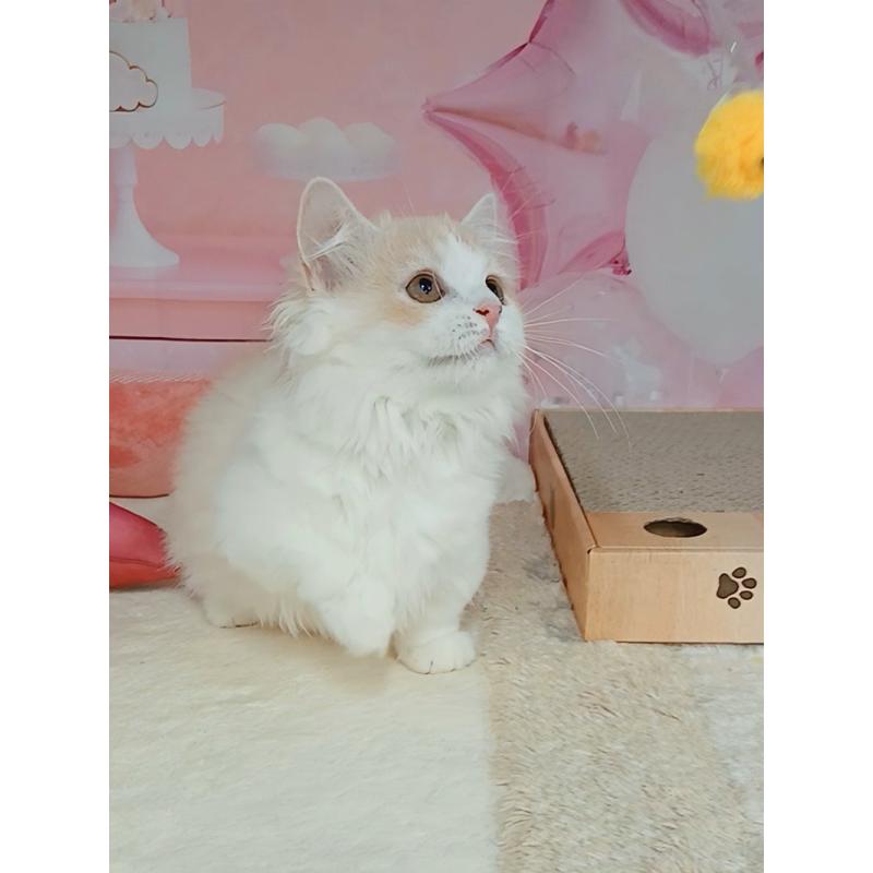 販売中の千葉県のマンチカン(短足)-129655の4枚目