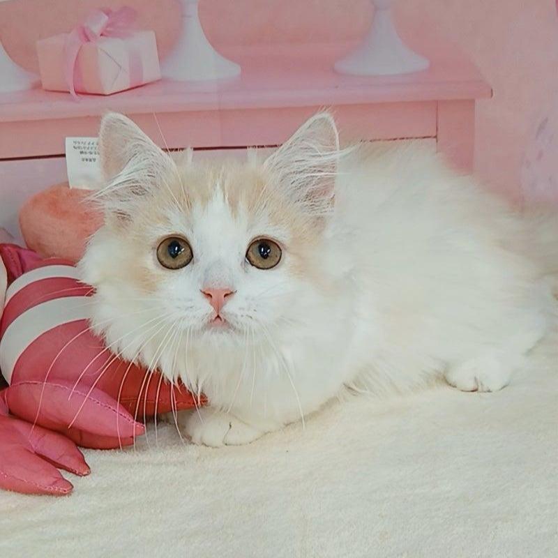 販売中の千葉県のマンチカン(短足)-129655