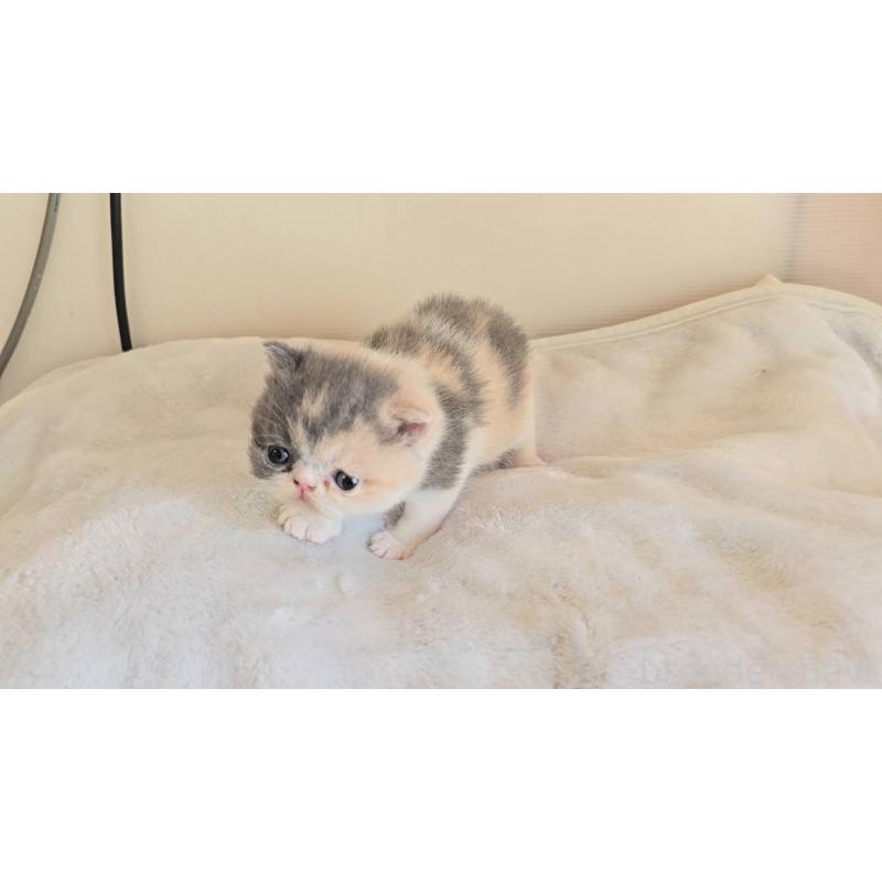 販売中の長野県のエキゾチックショートヘア-129718の3枚目