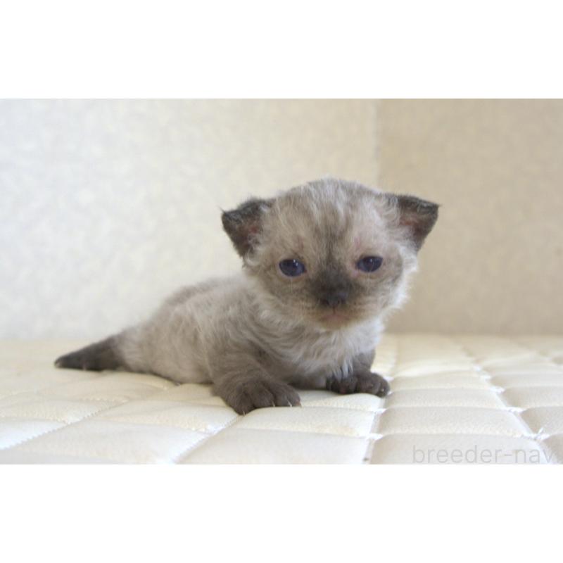 販売中の静岡県のセルカークレックス-129200の32枚目