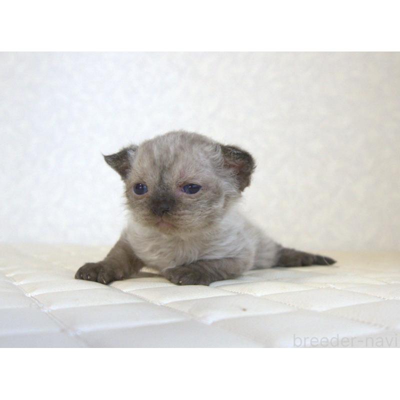 販売中の静岡県のセルカークレックス-129200の31枚目